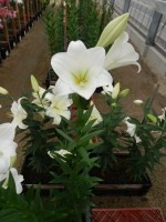 [5687 ST LO-133-1 No01.JPG]